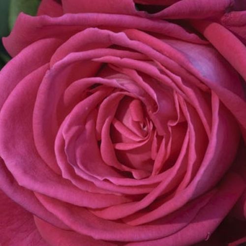 Ruže predaj - climber, popínavá ruža - ružová - Rosa Lolita Lempicka ® Gpt. - intenzívna vôňa ruží - Alain Meilland - -